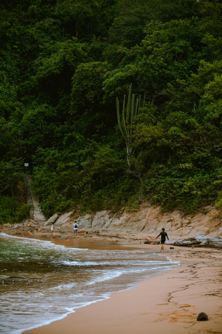 Personas caminando por la playa rodeada de vegetación