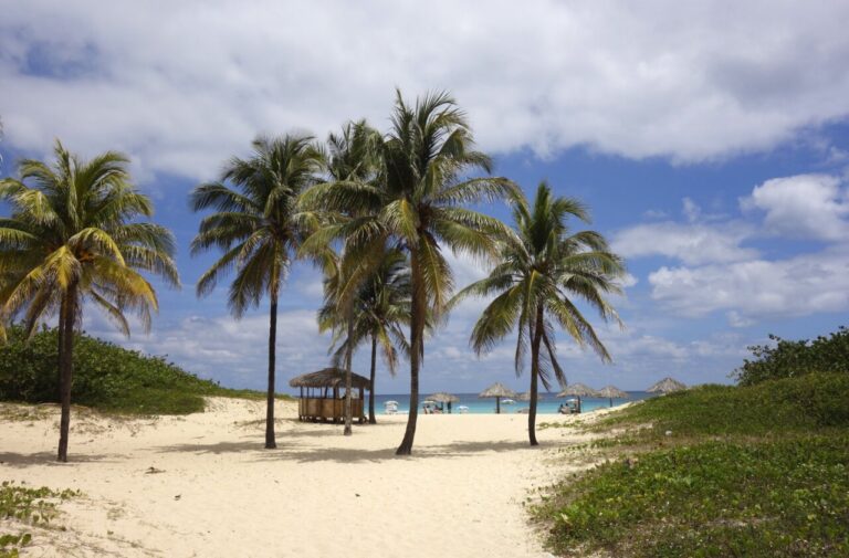 Vista de palmeras en la playa de Varadero con sombrillas