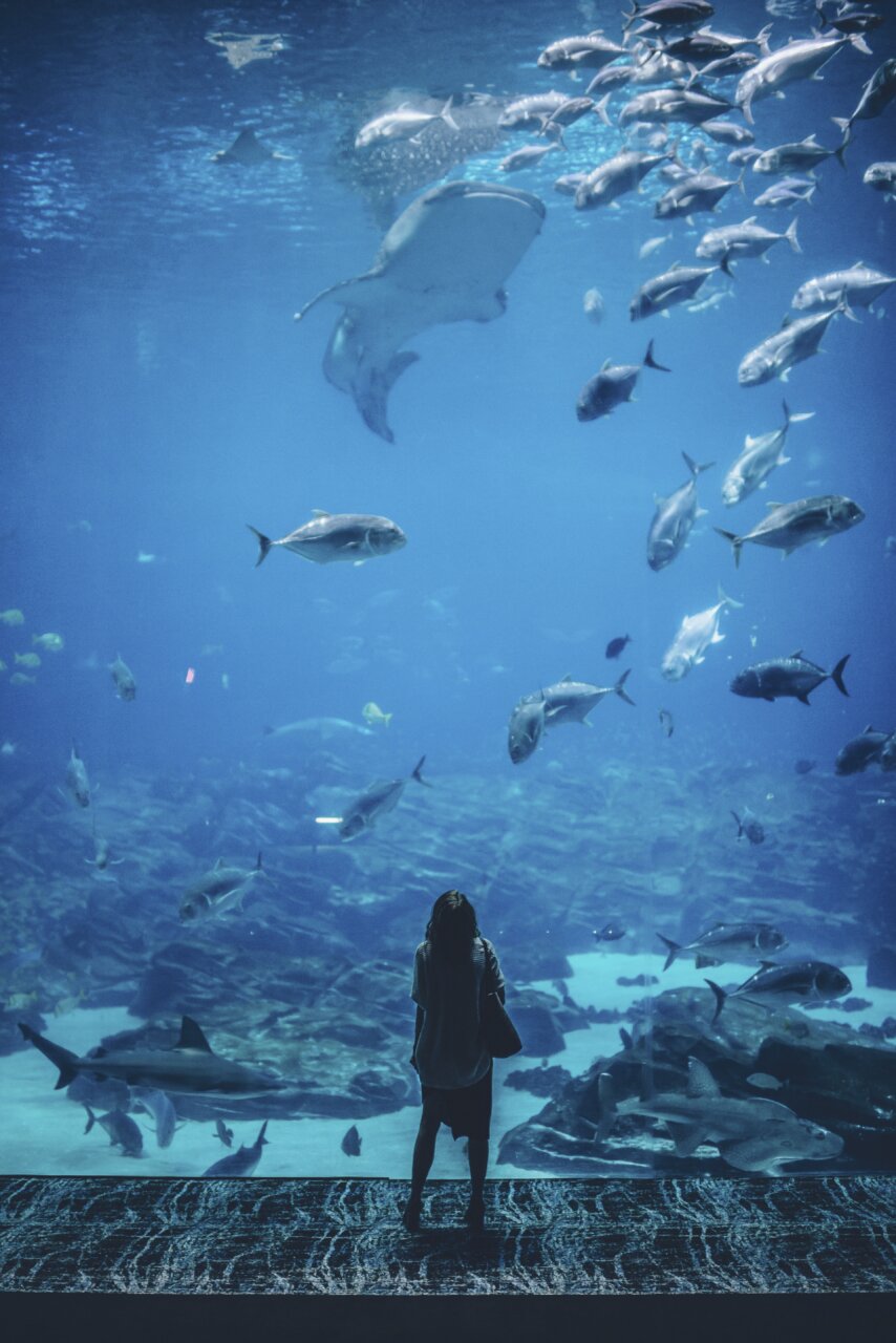 Persona observando peces en un acuario de agua salada