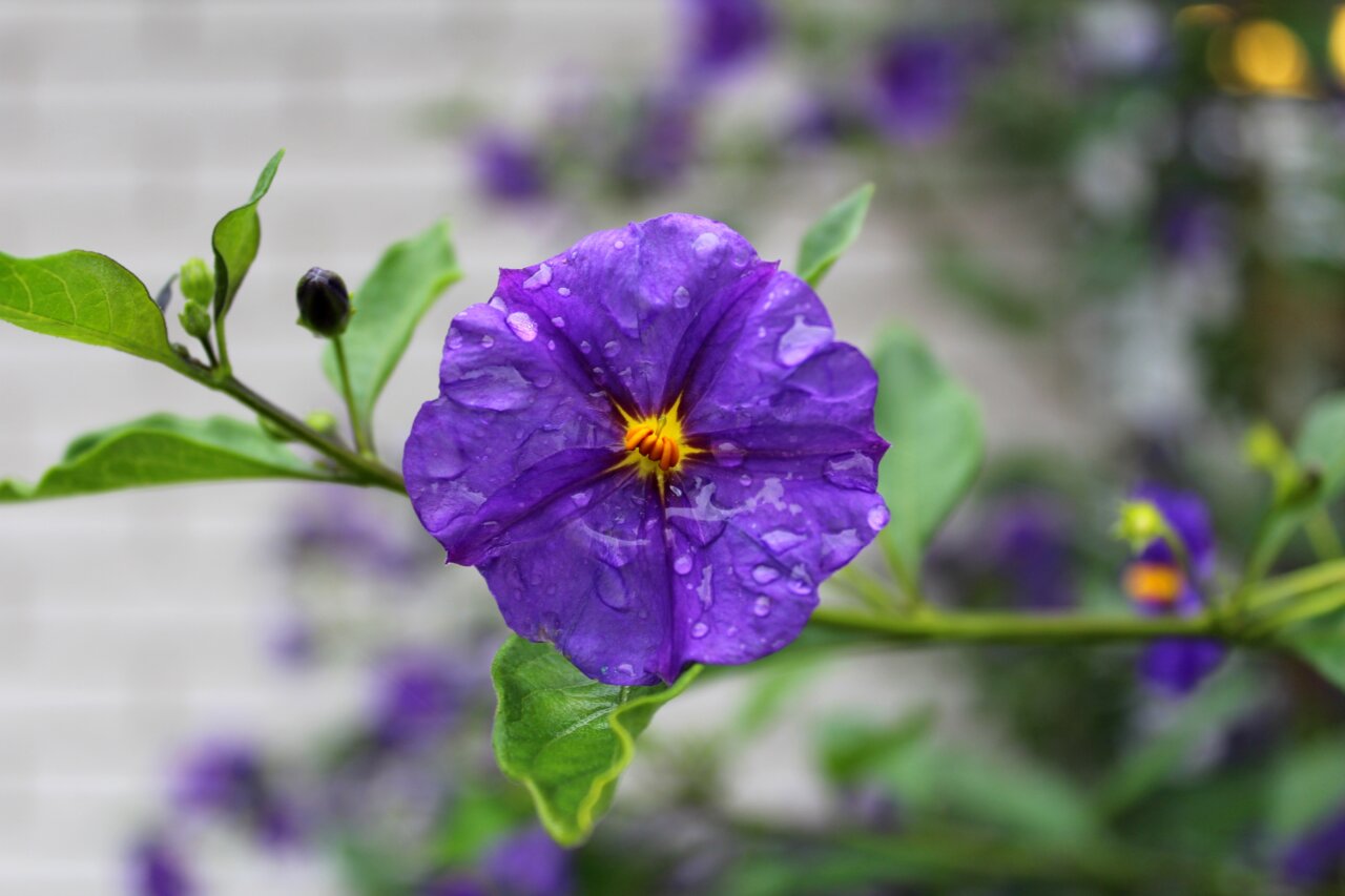 Flor de nochebuena con gotas de agua en un entorno natural