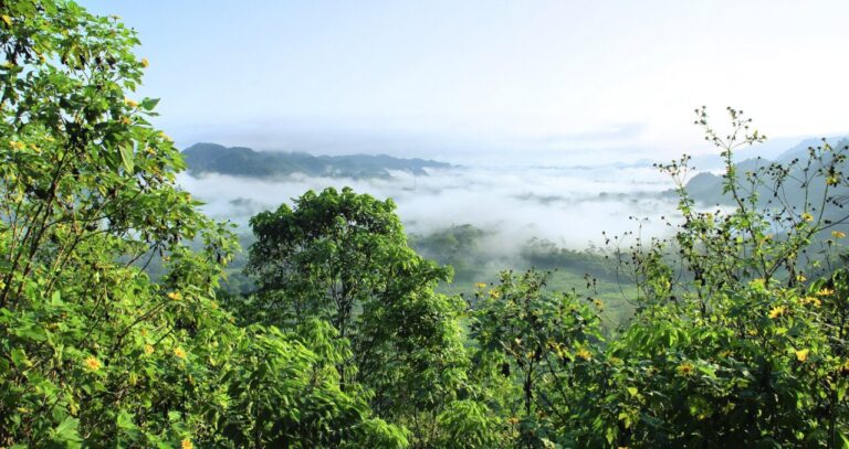 Vista de la Amazonía con neblina y vegetación exuberante