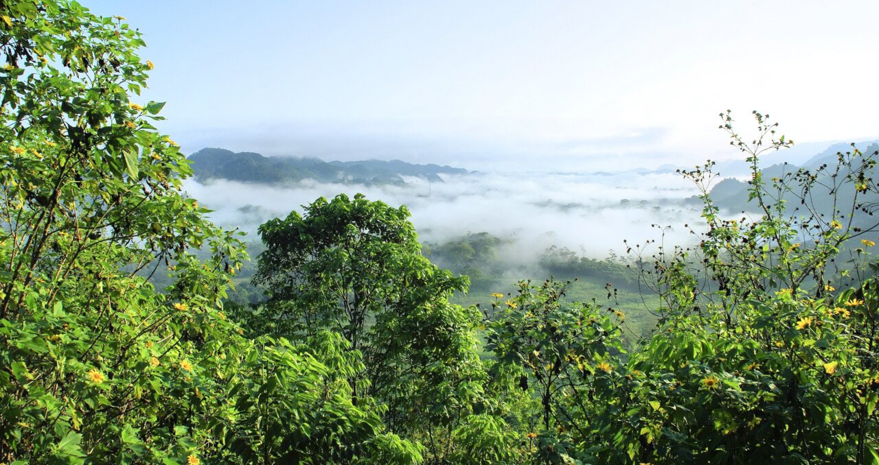 Vista de la Amazonía con neblina y vegetación exuberante